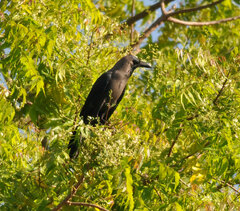 Corvus splendens