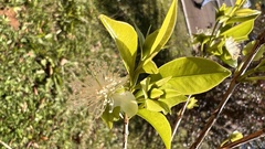 Eugenia involucrata