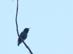 Sturnus unicolor