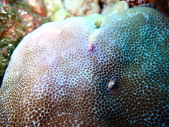 Porites lobata