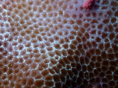 Porites lobata