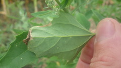 Chenopodium album album