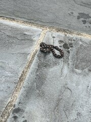 Lampropeltis triangulum