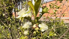 Eugenia involucrata