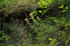 Castilleja hispida hispida