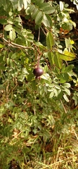 Rosa spinosissima