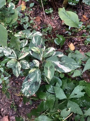 Persicaria filiformis