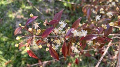 Eugenia uniflora