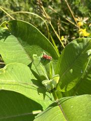 Tetraopes tetrophthalmus
