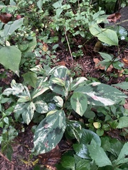 Persicaria filiformis