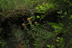 Castilleja hispida hispida