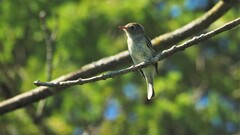 Empidonax minimus