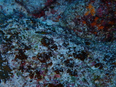 Thalassoma lucasanum