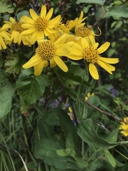 Arnica