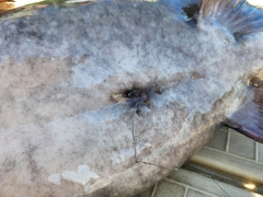 Pylodictis olivaris