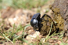 Scarabaeus laticollis