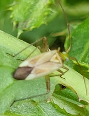Adelphocoris lineolatus