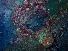 Dermatolepis dermatolepis