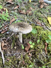 Amanita rhacopus