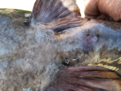 Pylodictis olivaris