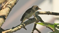 Empidonax minimus