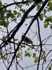 Accipiter
