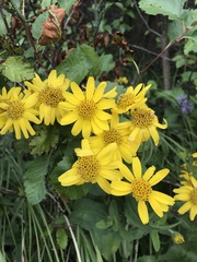 Arnica