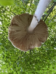 Amanita rhacopus