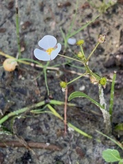 Sagittaria graminea