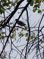Accipiter