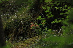Castilleja hispida hispida