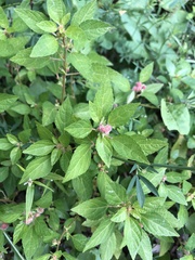 Acalypha virginica
