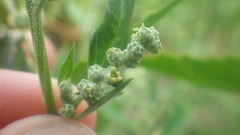 Chenopodium album album