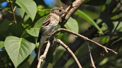 Empidonax minimus