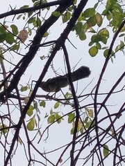 Accipiter