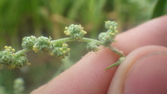 Chenopodium album album