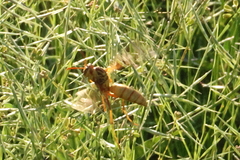 Polistes aurifer