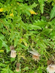 Cirsium arvense