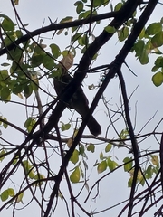 Accipiter