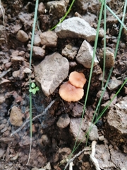 Fungi