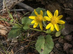 Arnica cordifolia
