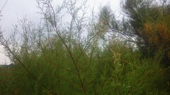 Tamarix gallica