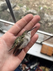 Archilochus colubris