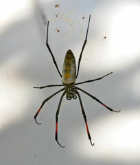 Trichonephila inaurata