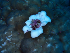 Porites lobata