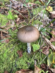 Stropharia rugosoannulata