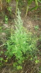 Chenopodium album album