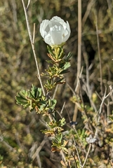Fallugia paradoxa