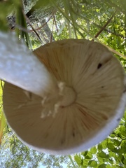 Stropharia rugosoannulata