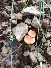 Fungi
